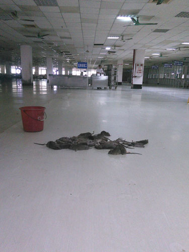 工廠餐廳滅鼠