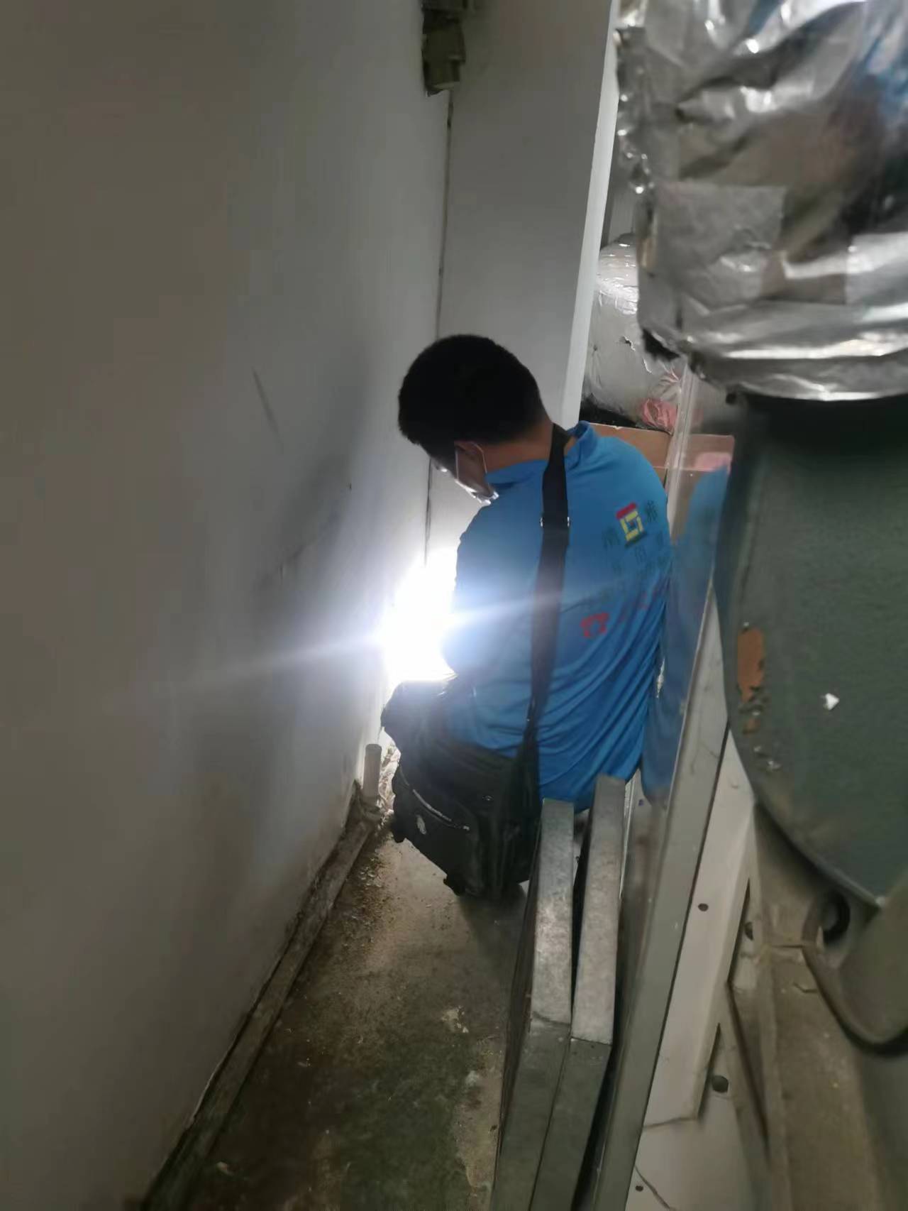 新楊查白蟻