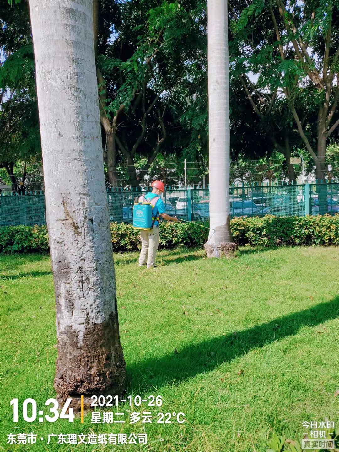工廠樹木滅治白蟻